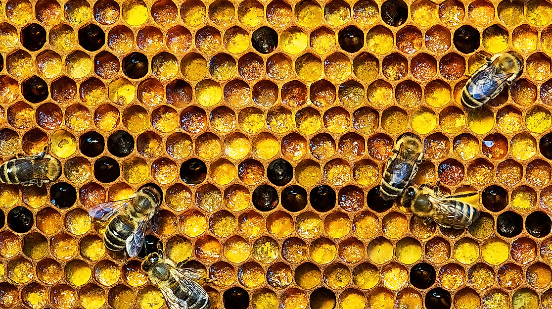 Honigbienen auf Wabe