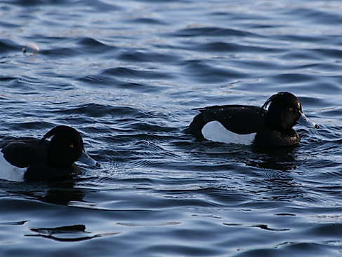 Naturpark-Tour: Rastende Wasservögel und trommelnde Spechte am Schaalsee