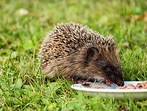 Igel - Tag der offenen Tür