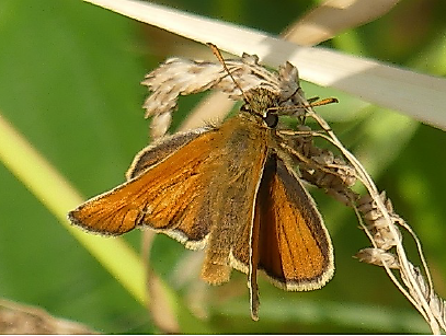 Auf  zarten Flügeln durch den Sommer