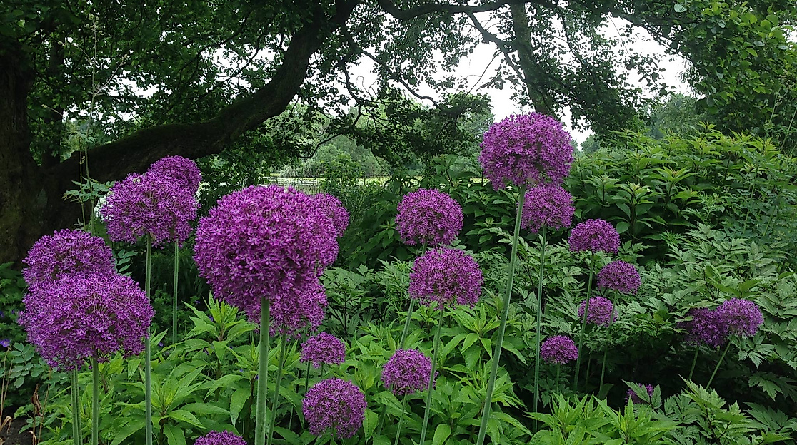 13495545_531001277084584_63842898085509703_o