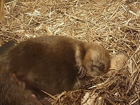 Biosphaerium Elbtalaue - Biber und Elbfische live erleben