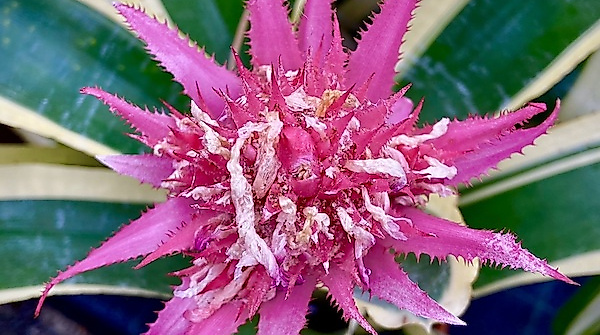 Führung: Bromelien im Loki-Schmidt-Garten