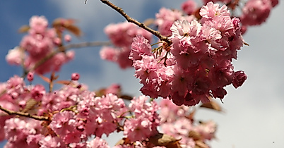 Japanese Cherryblossom Festival