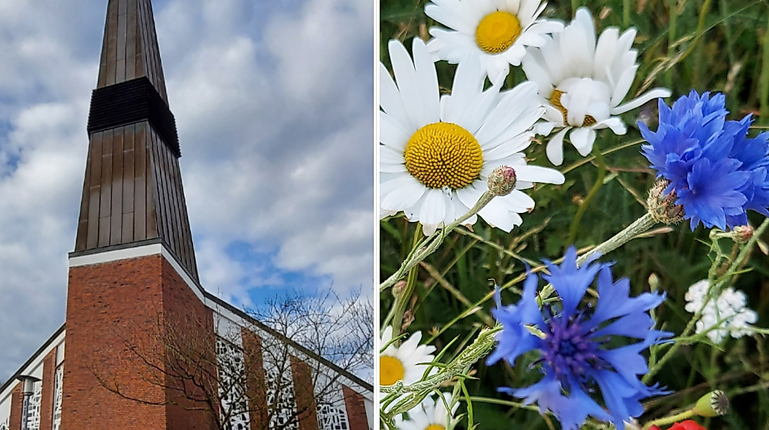 linke Hälfte St. Johanneskirche von außen, rechte Hälfte Blumen auf Wiese