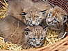 Wildpark-Schwarze-berge-Luchs-Drillinge-C-Wildpark-Schwarze-Berge