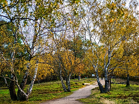 Wenn die Blätter fallen
