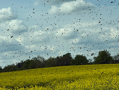 Bienen im Flug auf Rapsfeld