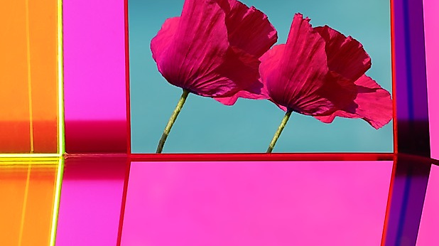Zwei Mohnblumen