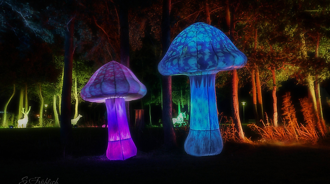 Nordlichter Bremervörde 2026