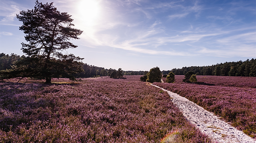 misselhorner-heide_mt_dsc7398_web