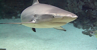 Tropical Aquarium Hagenbeck
