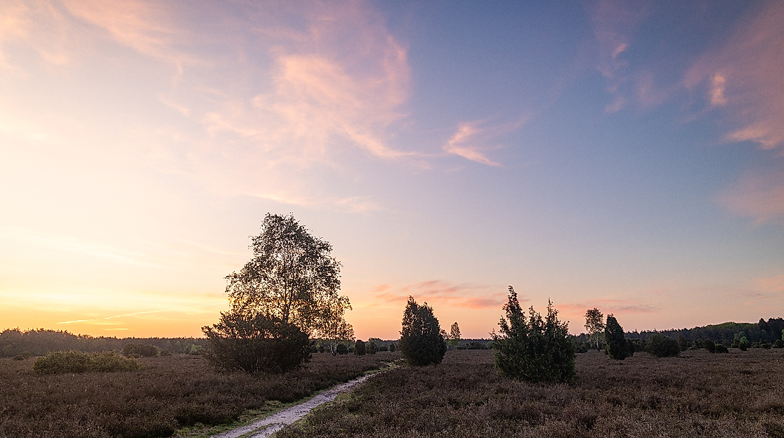 Schmarbeck Wacholderwald