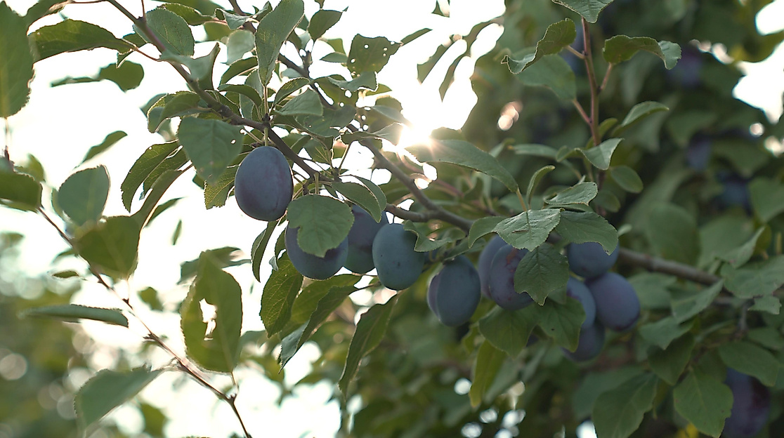Hofführung zu Fuß mit Vitamine naschen