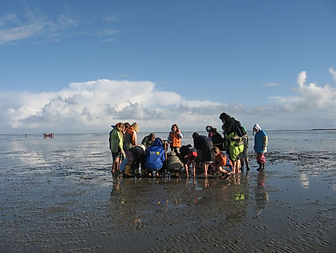 Das Watt mit den Augen der Zugvögel erleben