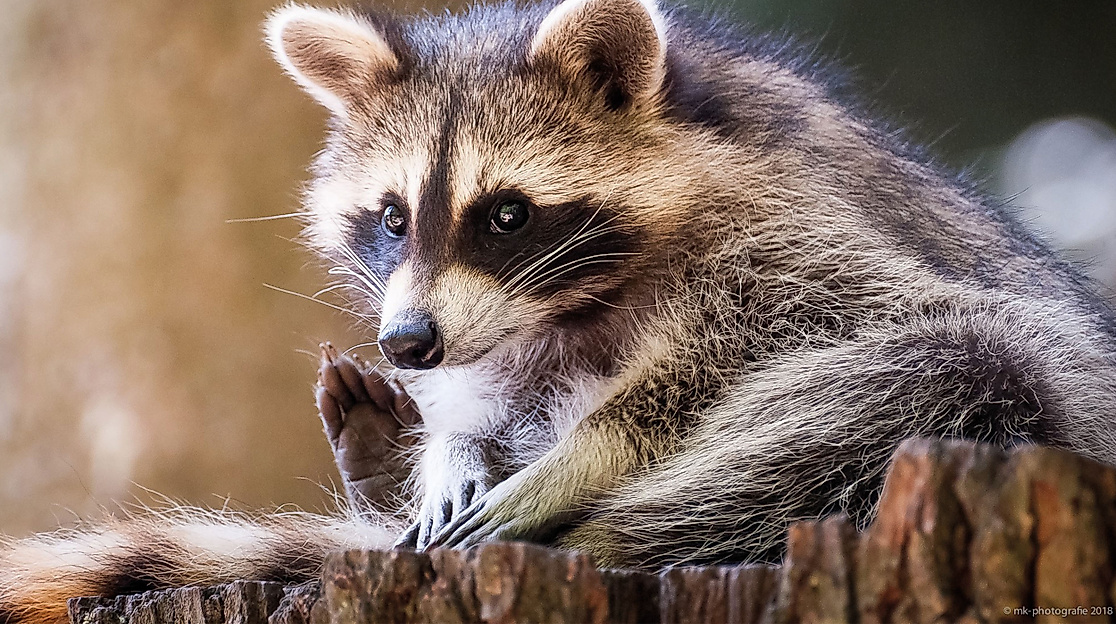 Wildpark Schwarze Berge